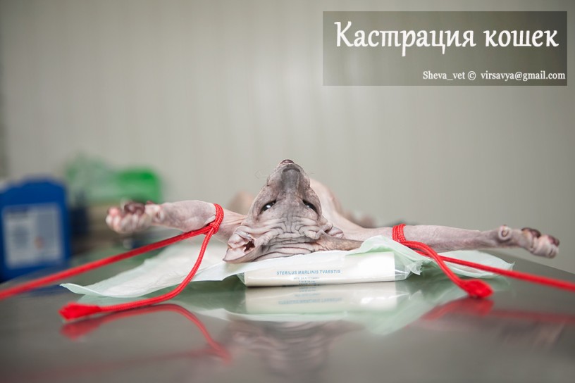 Кастрация кота как это сделать Кастрация кота как это сделать