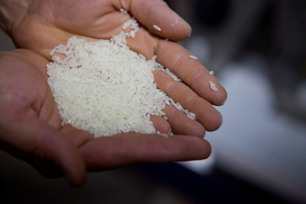 Как в Дагестане выращивают рис