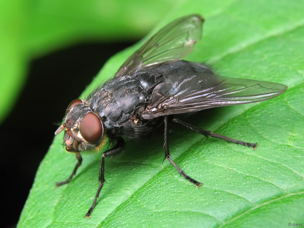 Как и зачем разводят мух