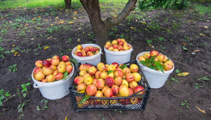 Как выращивают персик в Северной Осетии 