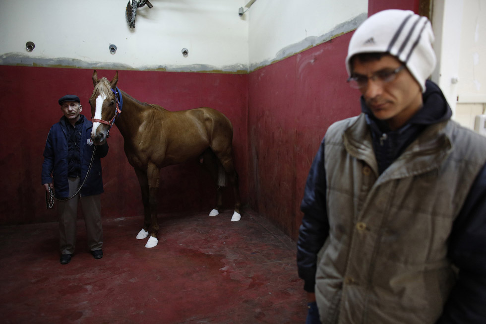 Как лечат лошадей в Турции