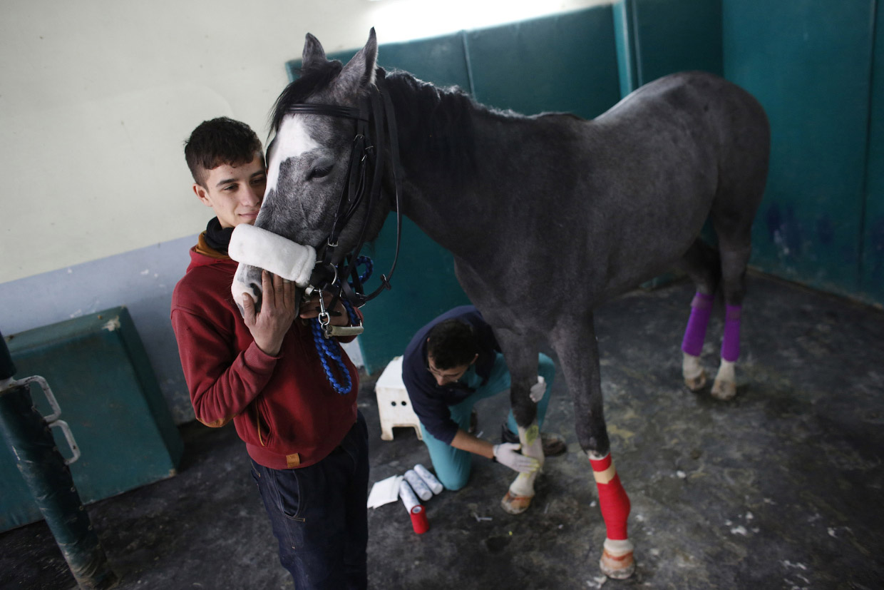 Как лечат лошадей в Турции